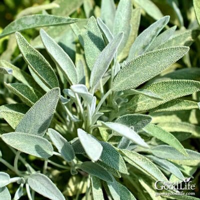 Close up of a sage plant growing in the garden.