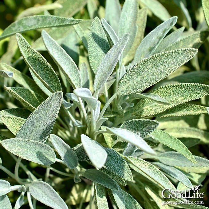 How To Grow Sage How To Grow Sage