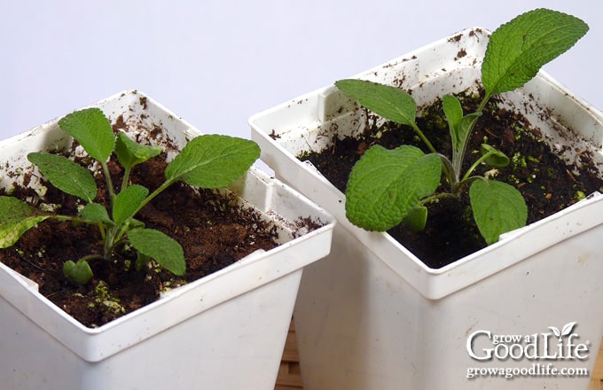 sage seedlings