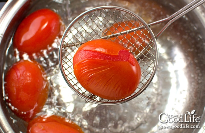 Close up view of a blanched tomato with cracked peeling.