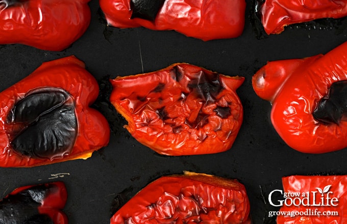 Roasted red bell peppers on a baking tray.