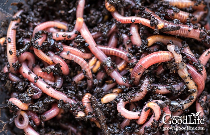 Red wiggler worms in a bag with used coffee grounds.