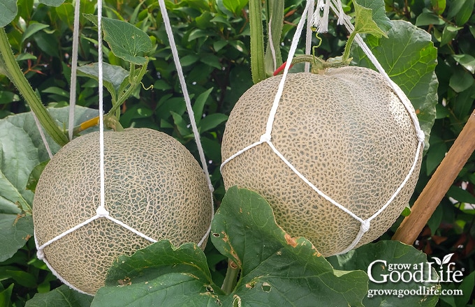 Two cantaloupes growing on a trellis supported with slings.