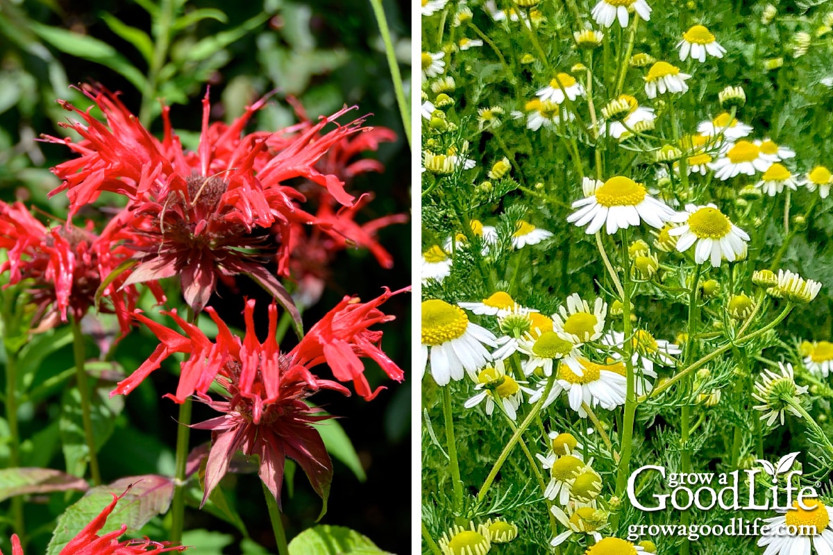How to Grow an Herbal Tea Garden
