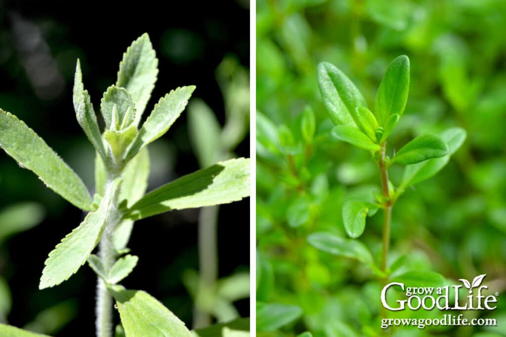 Stevia and Thyme