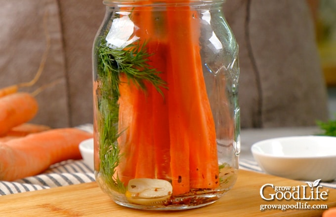 Filling a jar with dill sprigs, garlic, dill seeds, red pepper flakes, and carrot sticks.