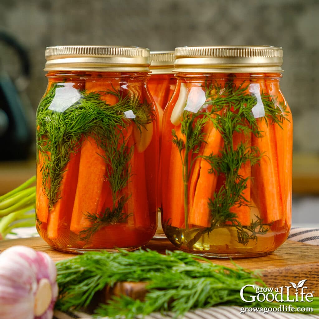 Colorful jars of dill pickled carrots on a kitchen counter.
