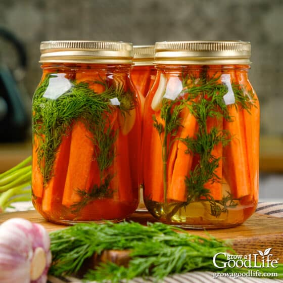 Dill Pickled Carrots Canning Recipe  