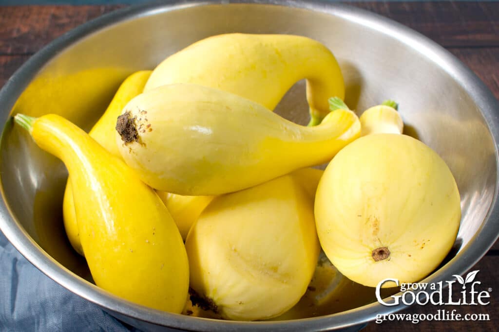 A large bowl of freshly harvested yellow summer squash.