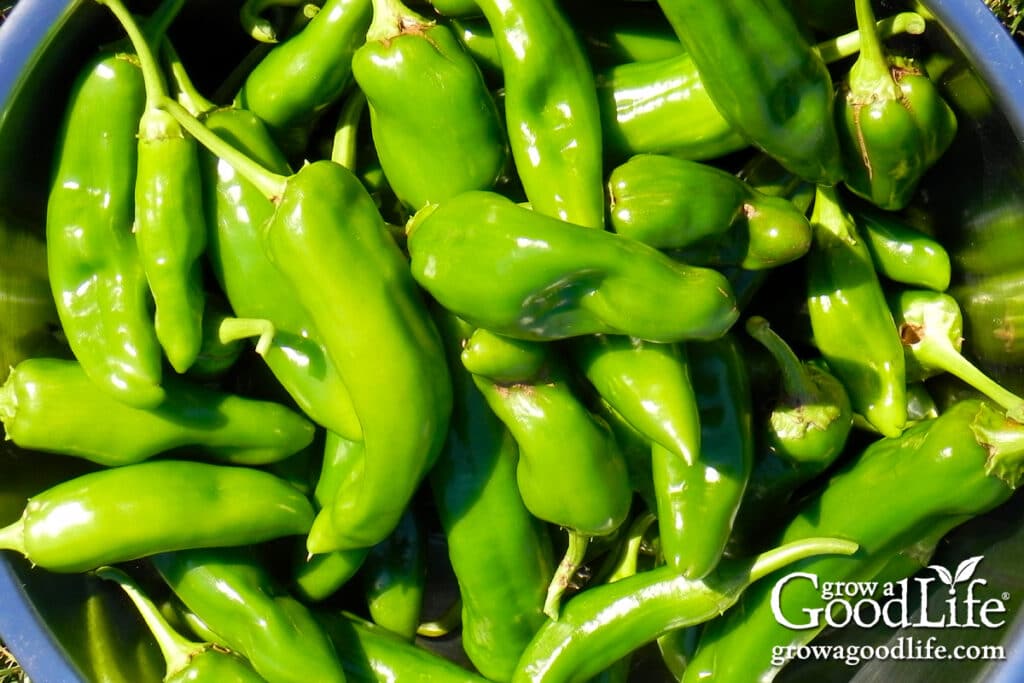 A large harvest of Anaheim peppers in a basket.