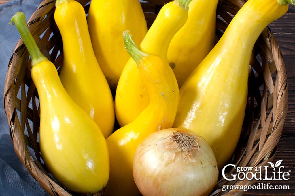 Yellow summer squash and onion in a basket.