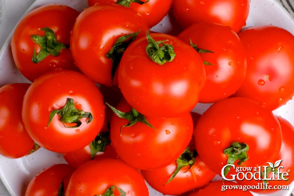 Overhead view of a pile of tomatoes ready to make tomato juice.