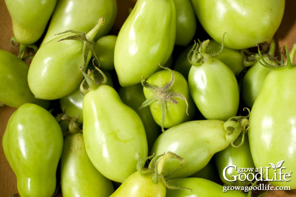 Green tomatoes ripening indoors.