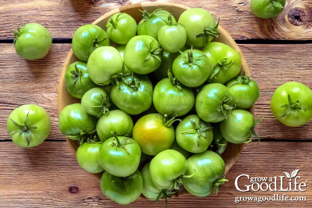 Overhead view of a basket of unripe green tomatoes.