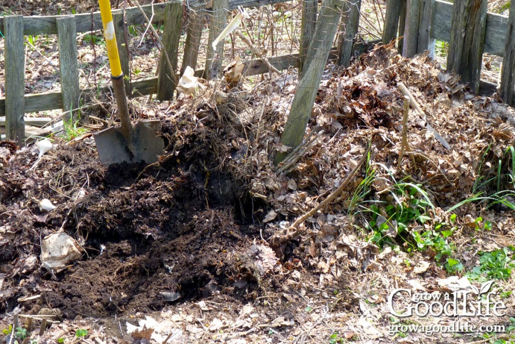 Digging into the bin of leaves for finished leaf mold.