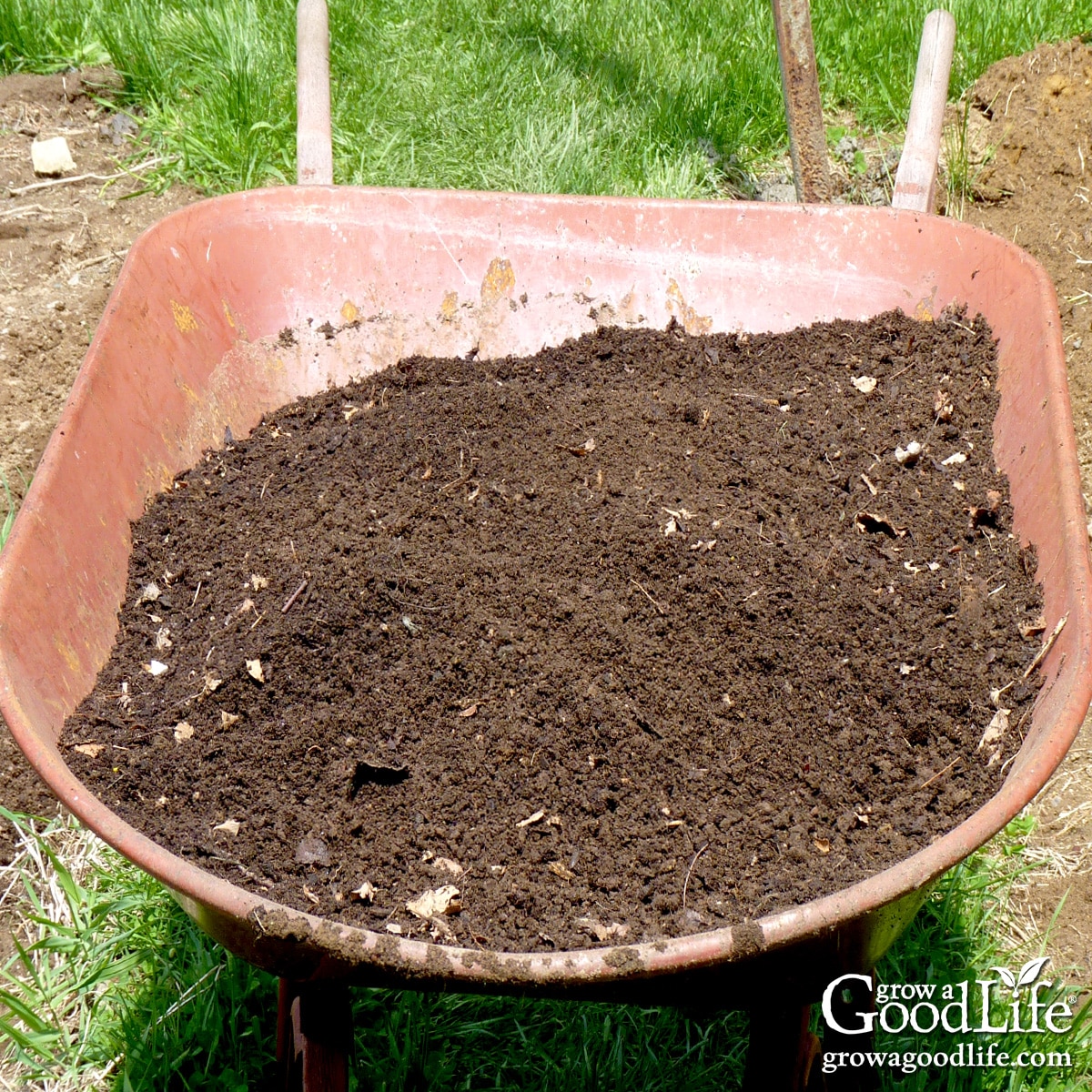 A red wheelbarrow of finished leaf mold ready for the garden.