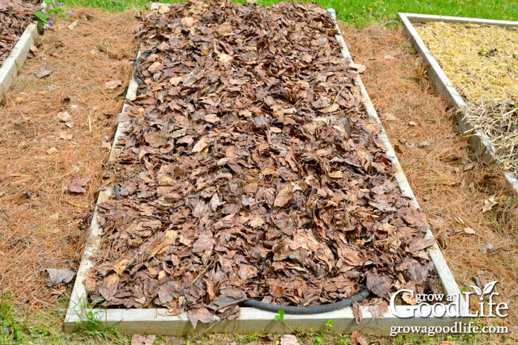 Raised bed mulched with whole leaves.