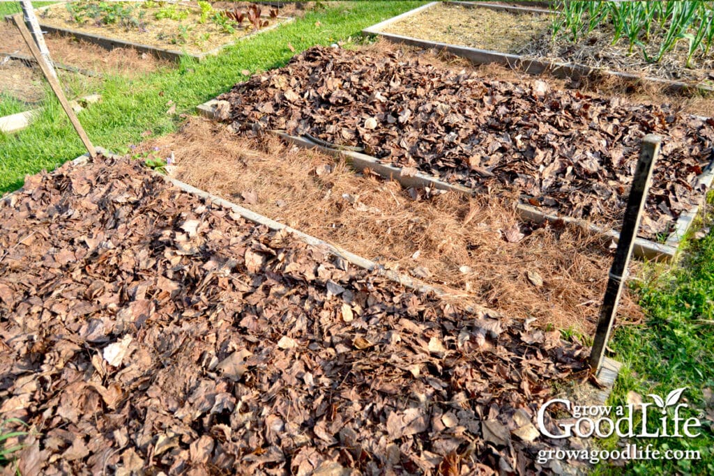 Two raised beds mulched with shredded leaves.