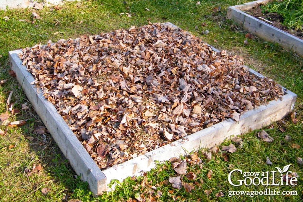 A raised square foot garden bed mulched with shredded leaves.