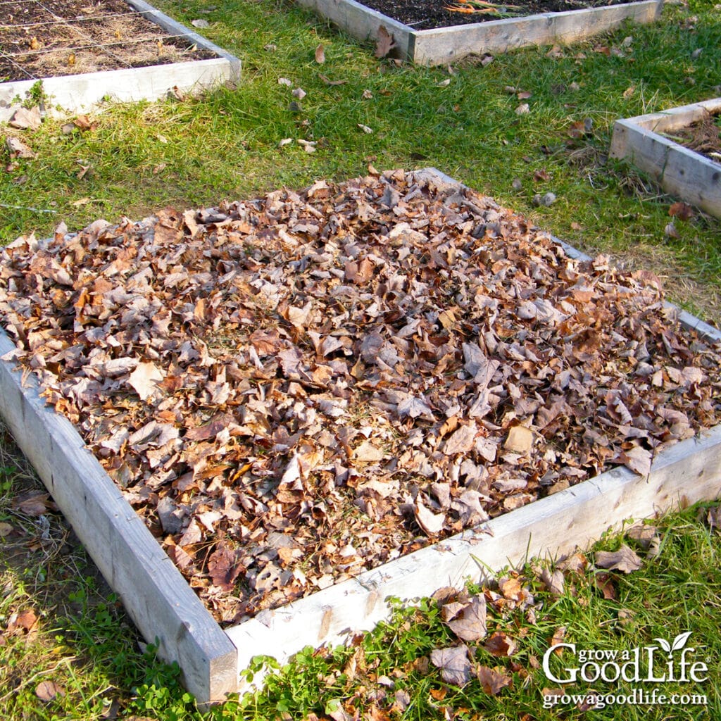 A raised garden bed mulched with shredded leaves.