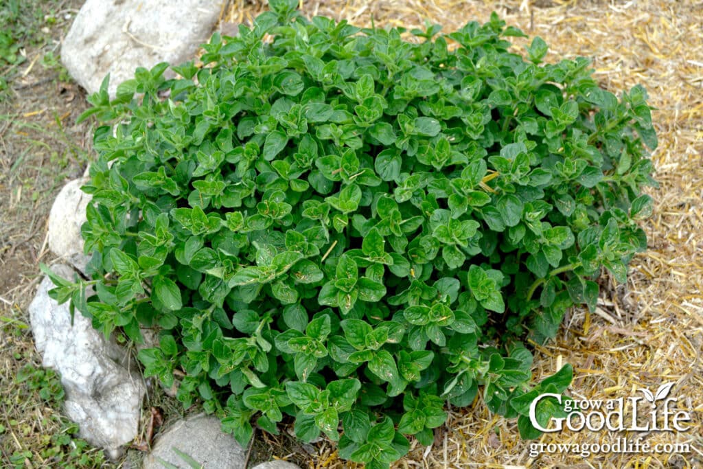 Oregano plant mulched with chopped straw.