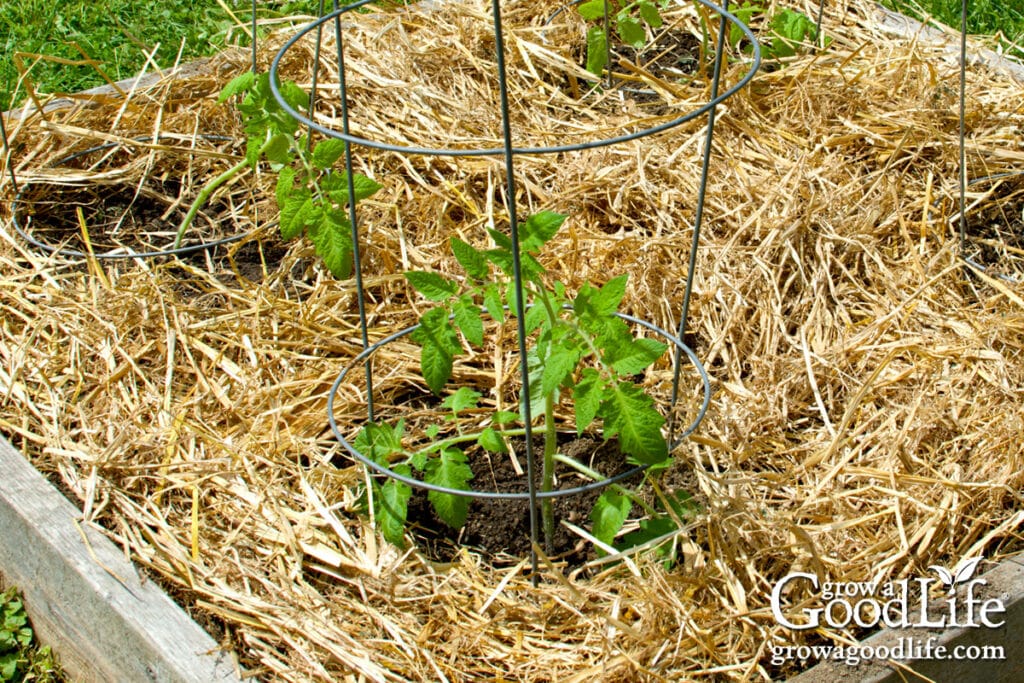 Tomato plants mulched with straw.
