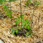 Tomato plants mulched with straw.