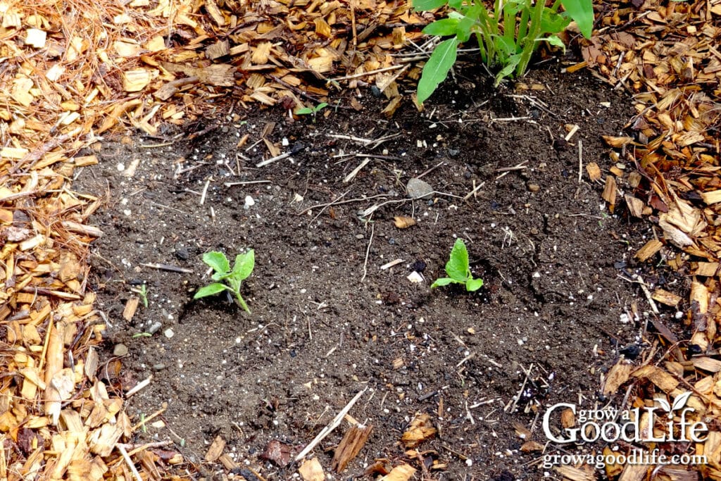 Squash sprouts in a circle of garden soil surrounded by wood chip mulch.