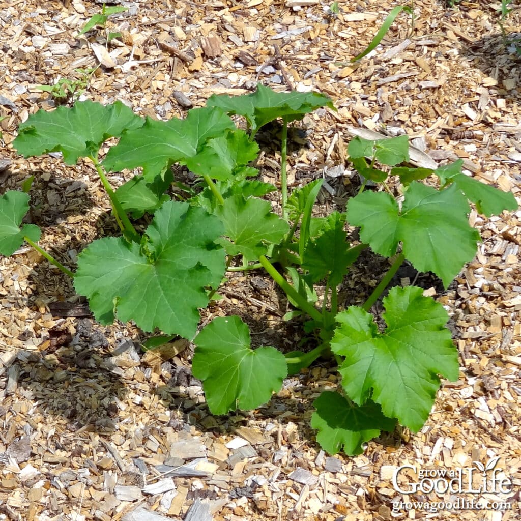 Zucchini plant mulched with wood chips.