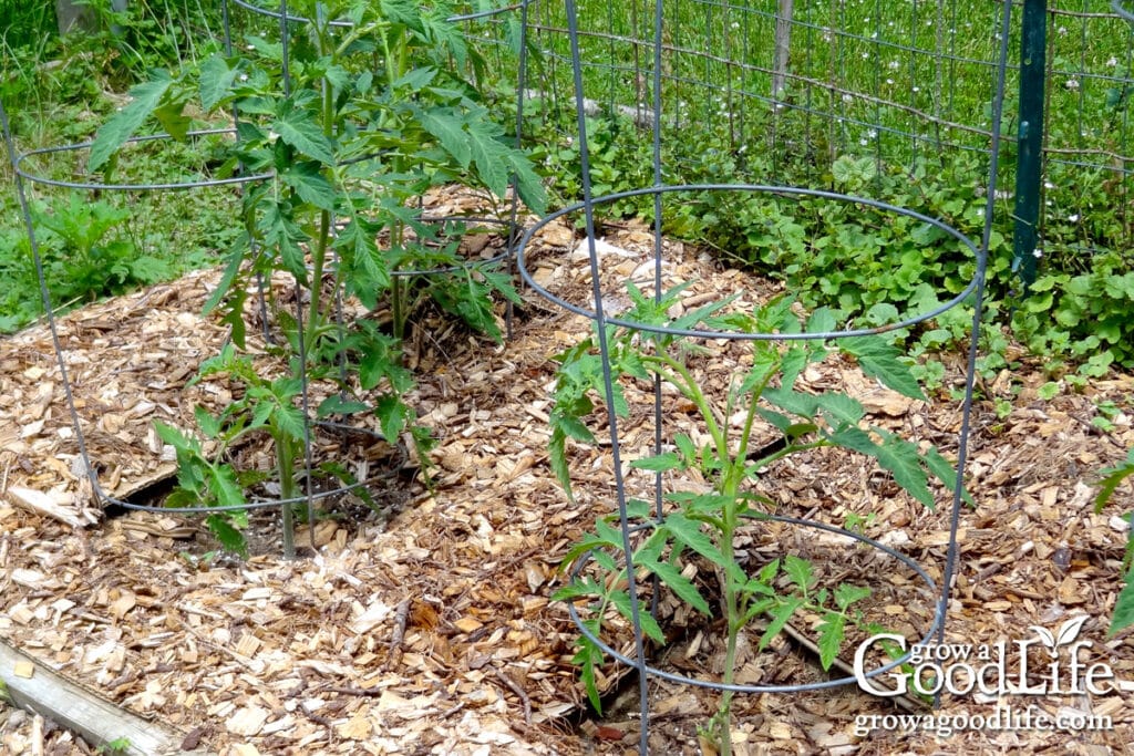 Tomato plants mulched with wood chips.