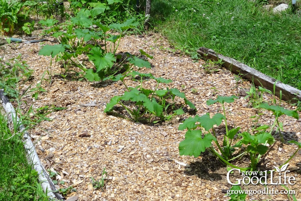 Garden bed mulched with wood chips.