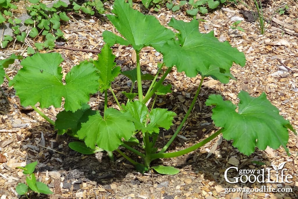 Weeds growing in a wood chip mulched garden bed.