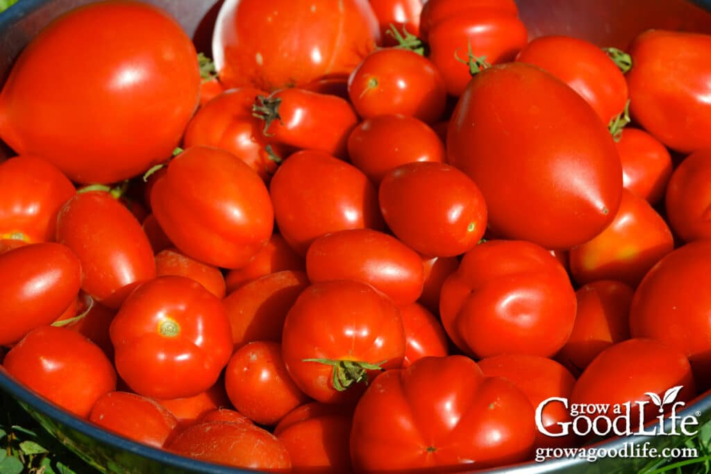 A basket of roma tomatoes harvested from the garden.