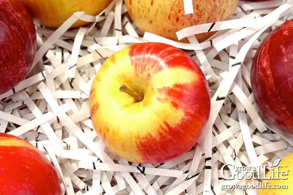 Close up of apples in a box of shredded paper for storing.