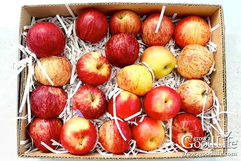 Apple in a box lined with shredded newspaper ready to store in a cool basement.