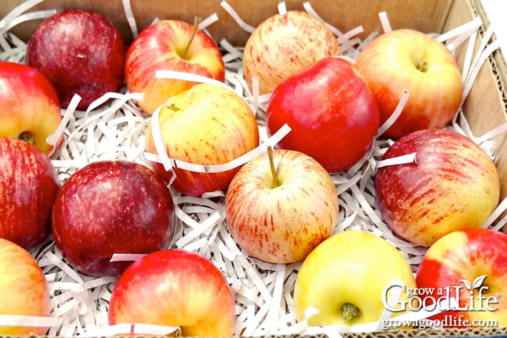 Fresh apples in a box layered with shredded paper.