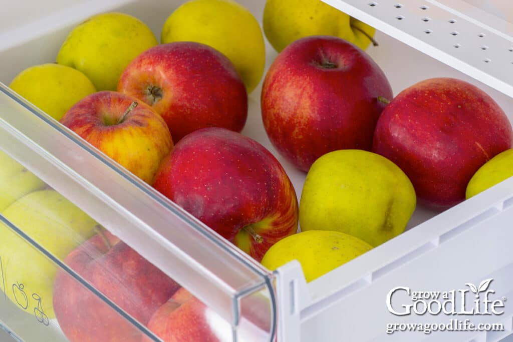 Apples stored in the fridge crisper drawer.