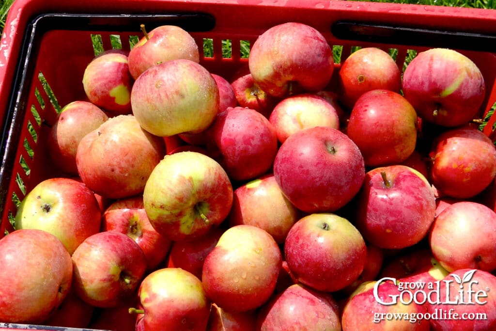 A crate of freshly picked apples.