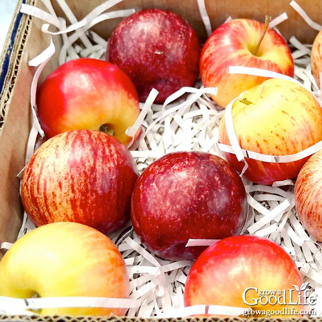 Apples in a box lined with newspaper ready to store in a root cellar.