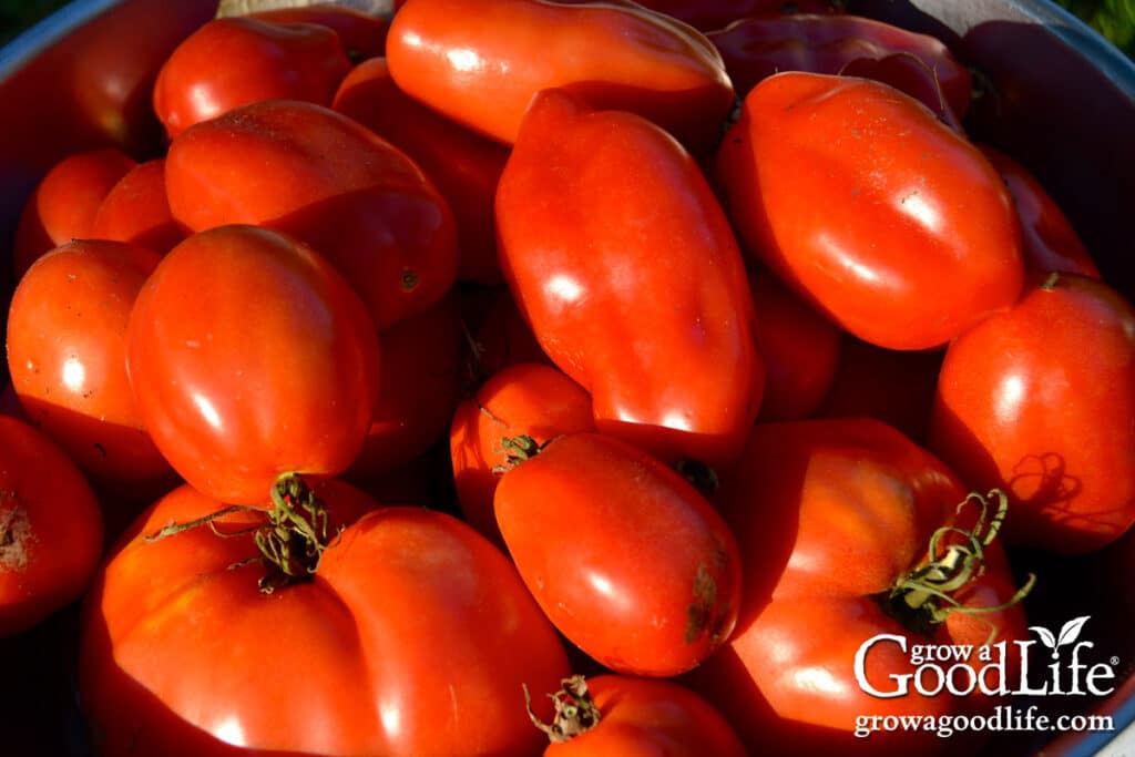 Overhead view of a large bowl of freshly harvested garden tomatoes ready to make roasted tomato sauce for canning.