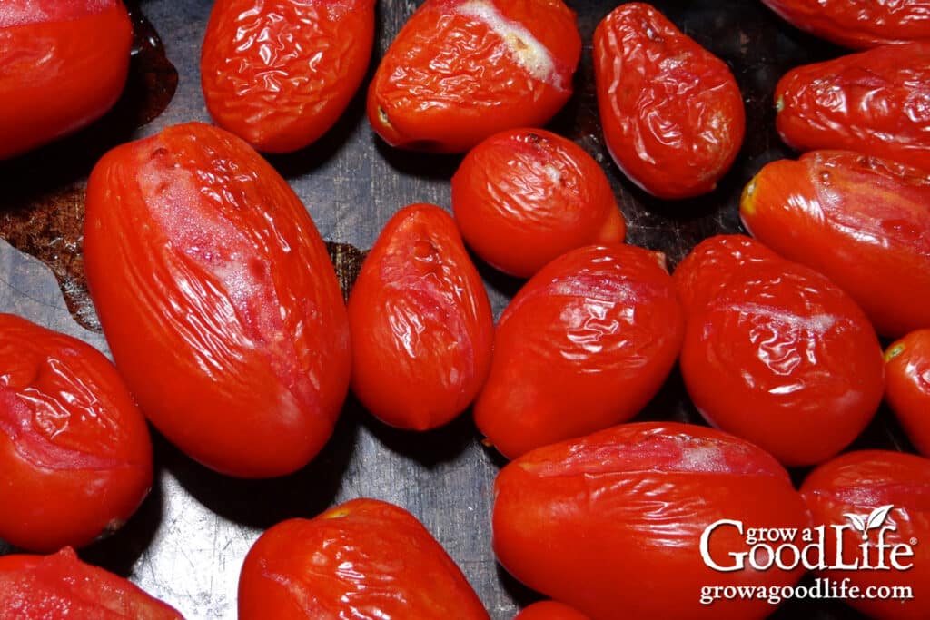 Sheet pan filled with roasted Roma tomatoes, lightly charred and ready to turn into roasted tomato sauce for canning.
