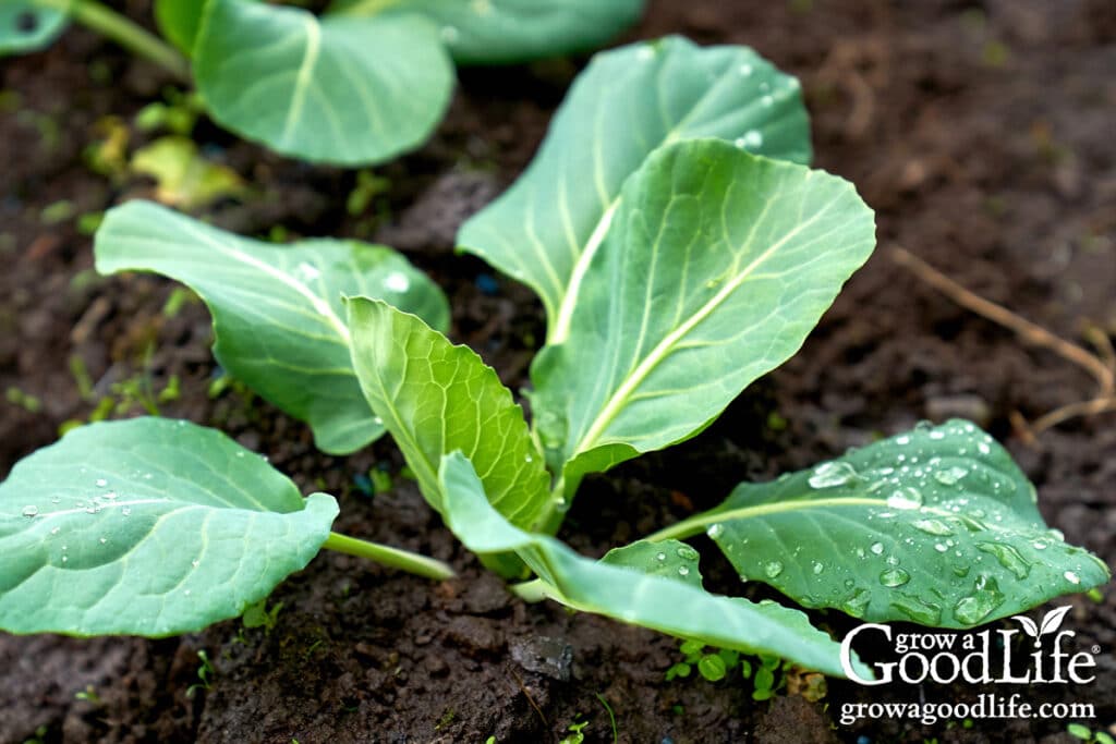 Young cabbage seedling growing in the garden.