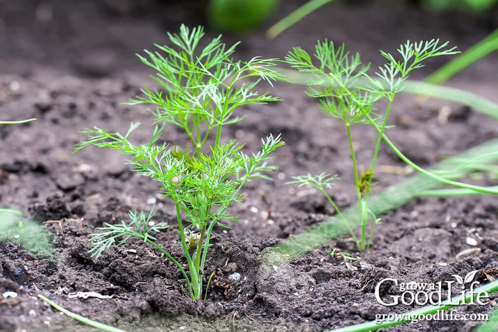 Dill seedlings sprouting in the garden.