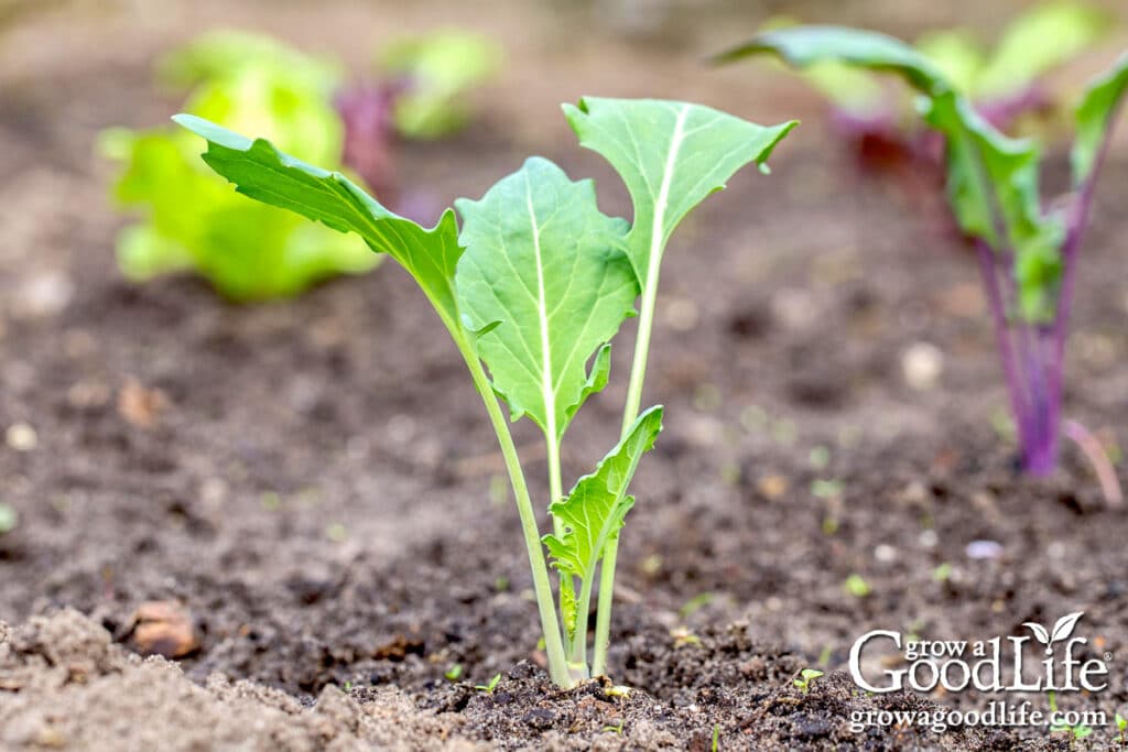 Young kohlrabi plants sprouting in a garden bed.