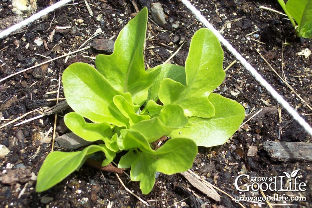 Young lettuce seedling growing in the garden.