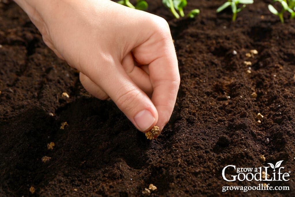 Hand sowing Swiss chard seeds in a garden row.