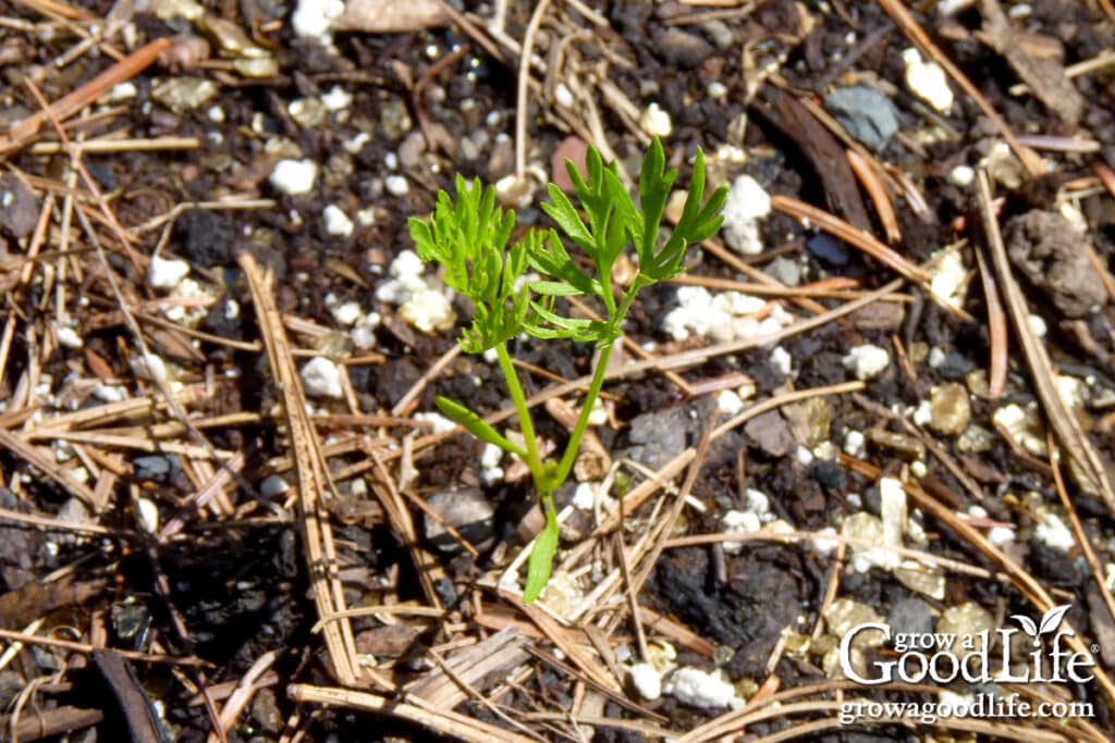 Young carrot seedling sprouting in garden soil.