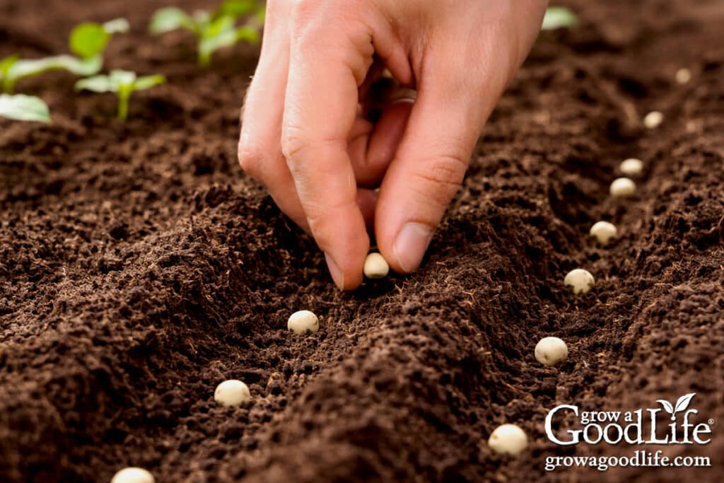 Hand sowing pea seeds in a garden row.