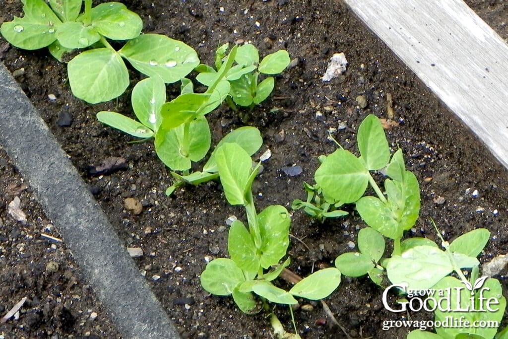 Young pea plants sprouting in the garden during early spring.