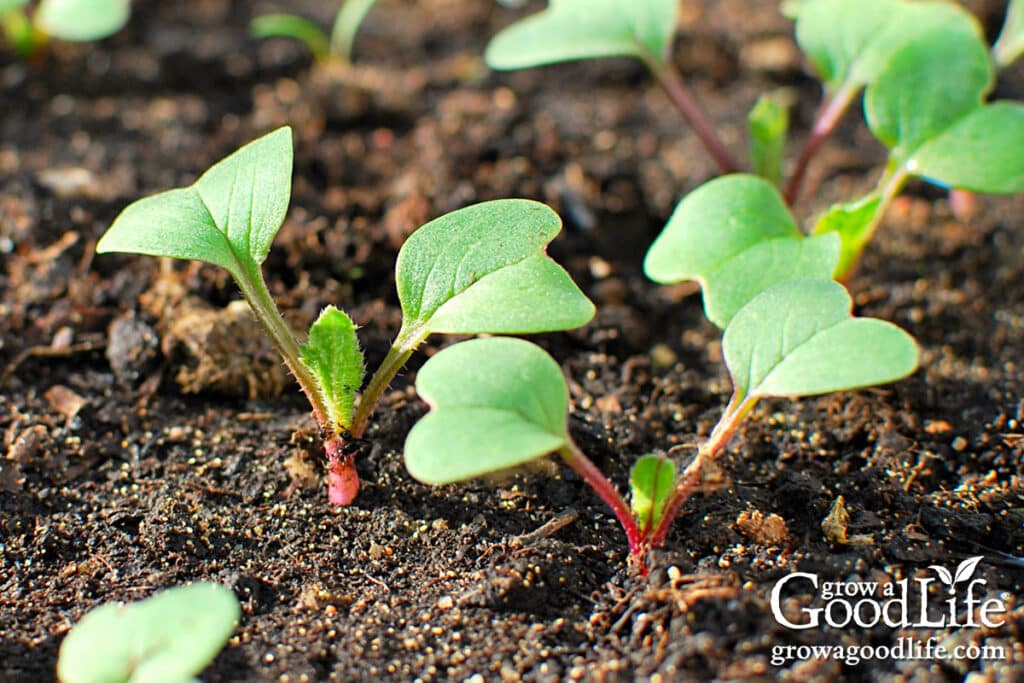 Young radish seedlings growing closely spaced in a garden bed.